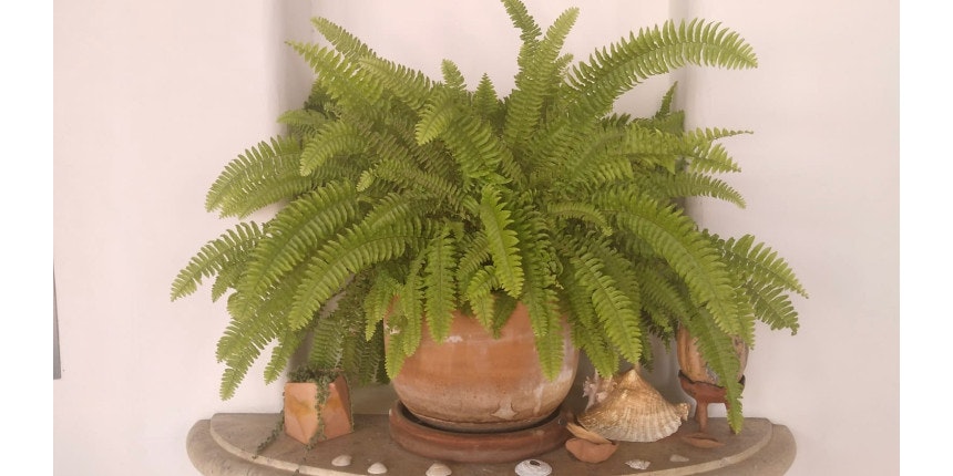 Sword fern