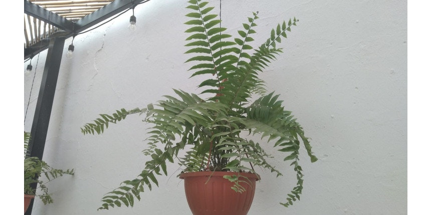 Giant sword fern