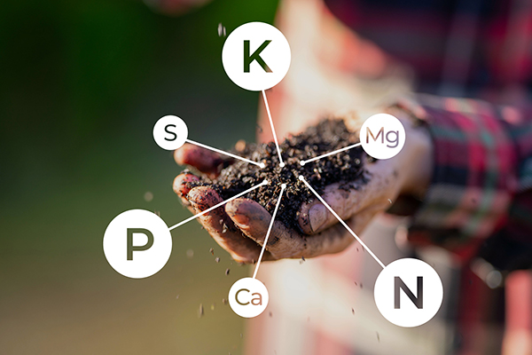Main components of your soil