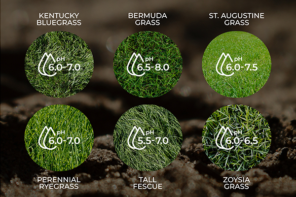 Best soil pH for popular grass types