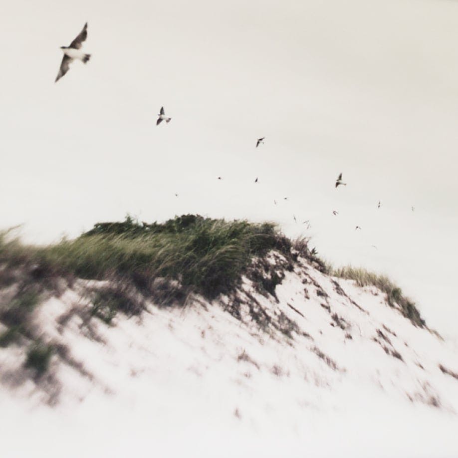 Sandy beach with birds flying
