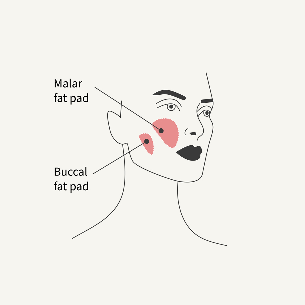 Buccal Fat Pad Vs Malar Fat Pad anatomy