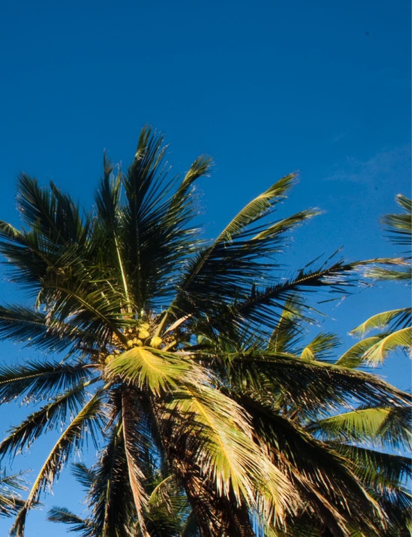 Close-up of a palm tree