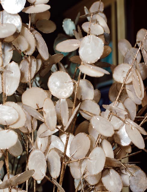 Close-up of a plant with white leaves