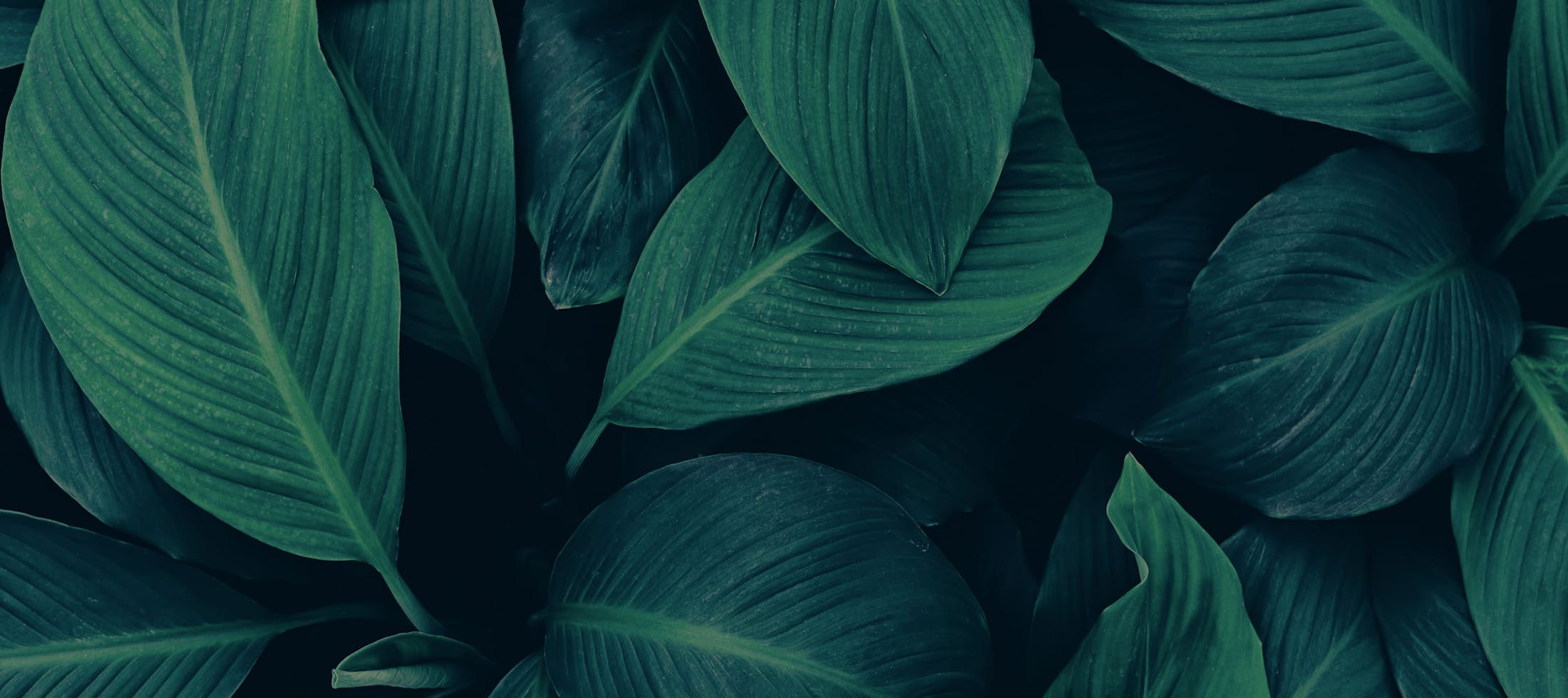 Background media