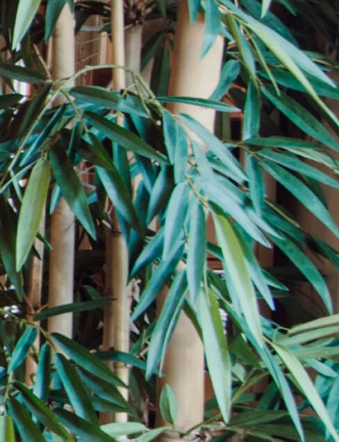 Close-up of a tree and its leaves
