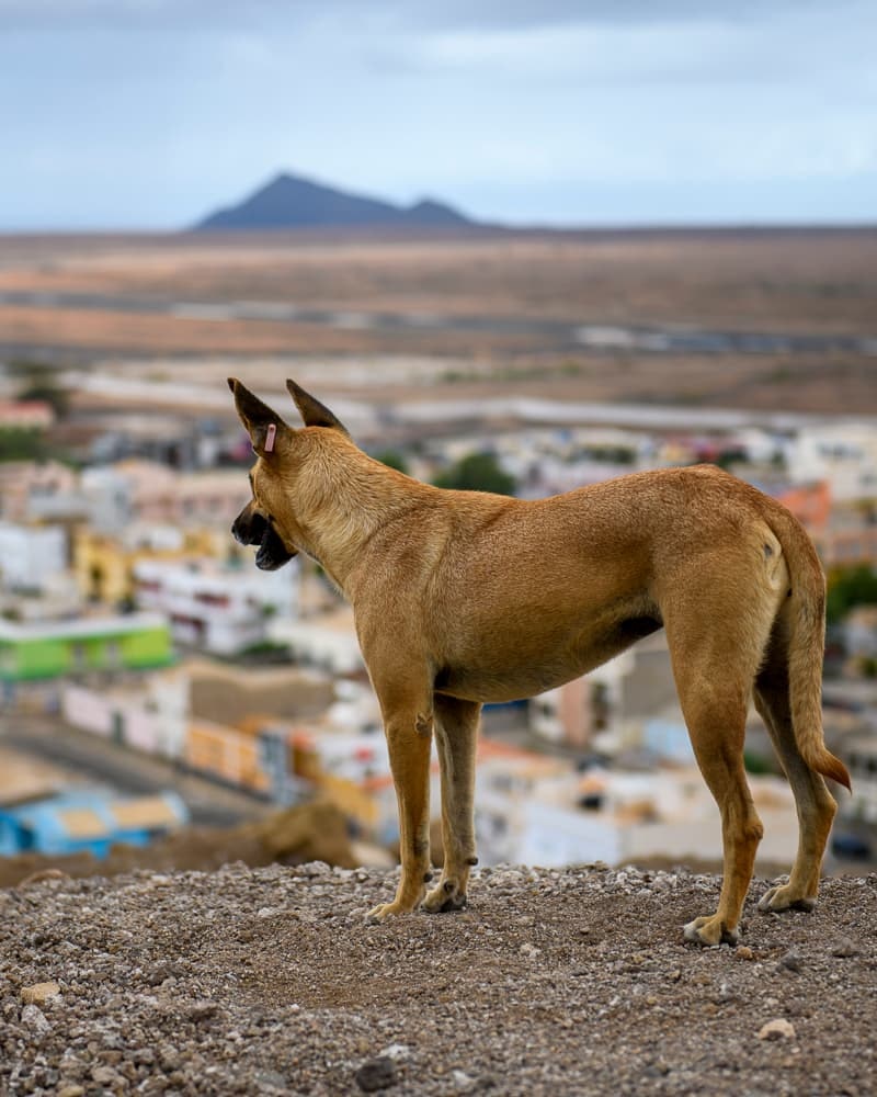 Zdjęcie psa na wzgórzu