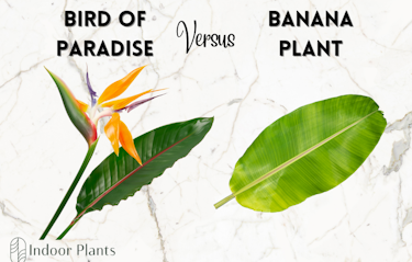 Banana Tree Vs Bird Of Paradise