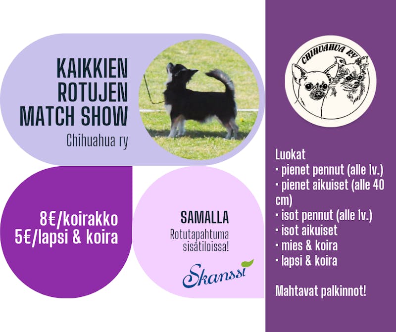 Chihuahua match show