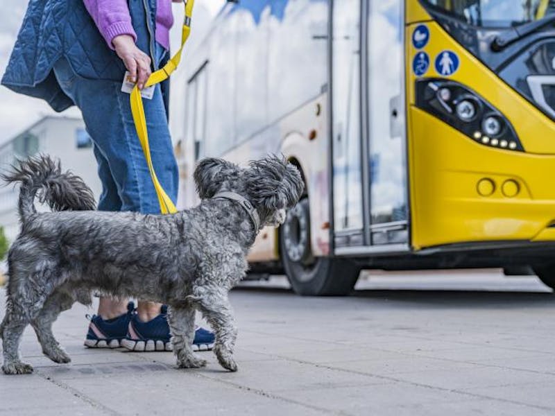 Fölin kuva, koira menee bussiin