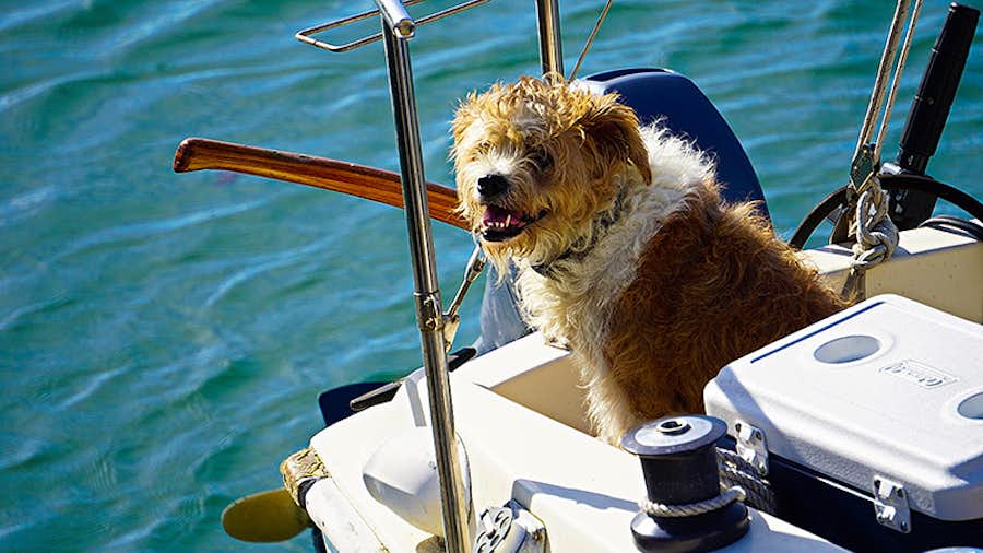 Boating with pets