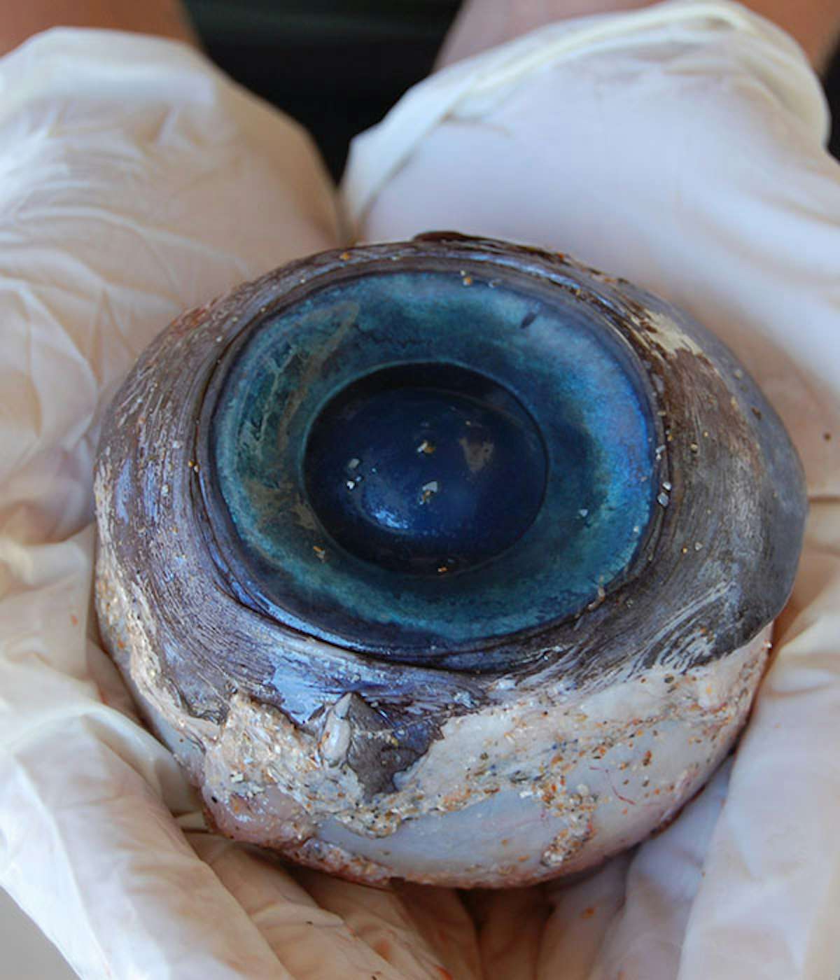 Giant eyeball found on a Florida beach