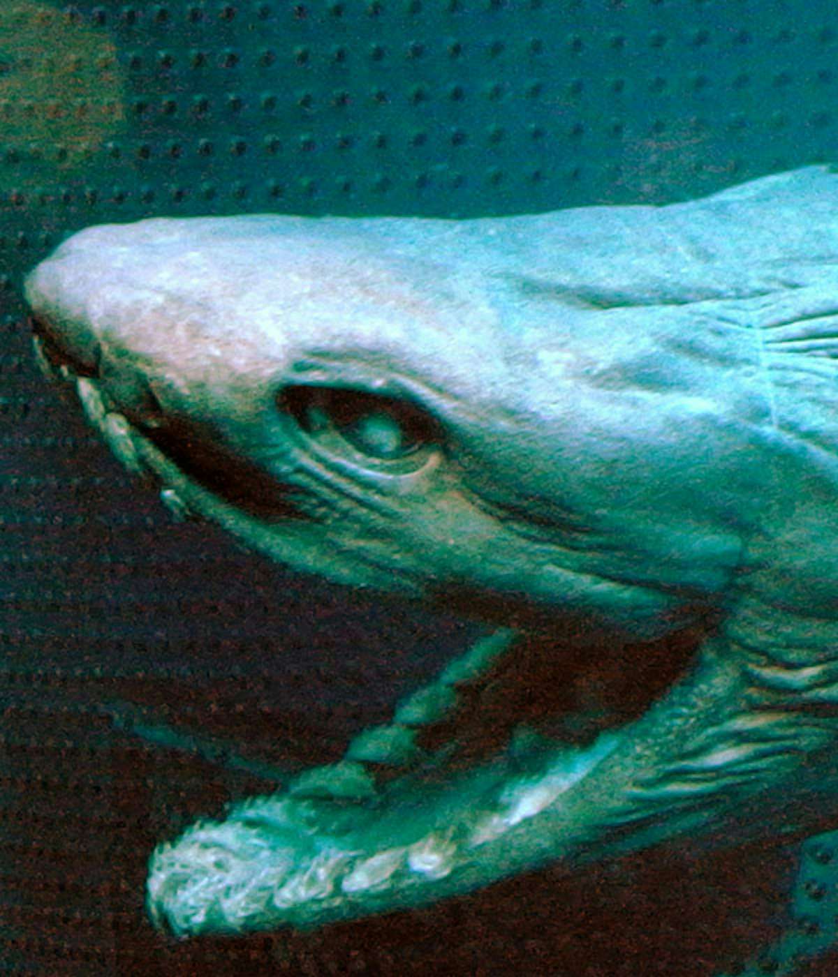 Frilled Shark
