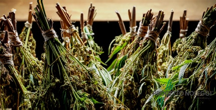 Essiccazione professionale della canapa: la chiave per un prodotto di qualità Essiccazione professionale della canapa: la chiave per un prodotto di qualità