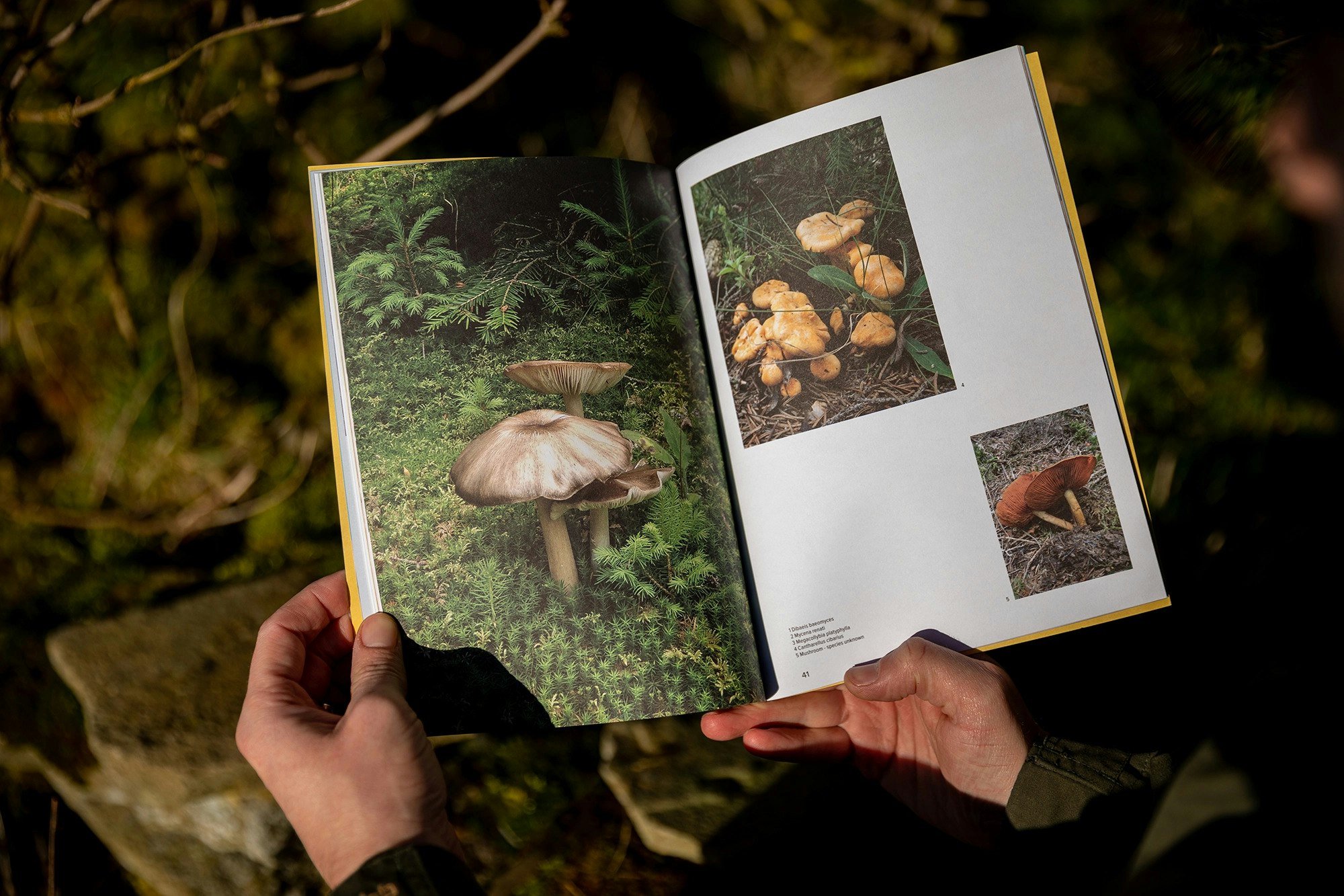 The Mushroom Magazine open with hands holding it