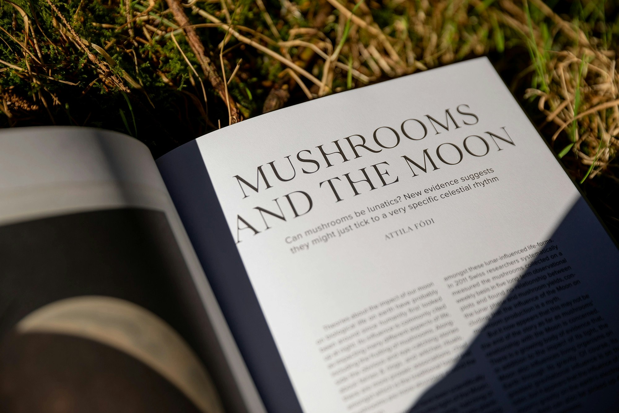 The Mushroom Magazine open
