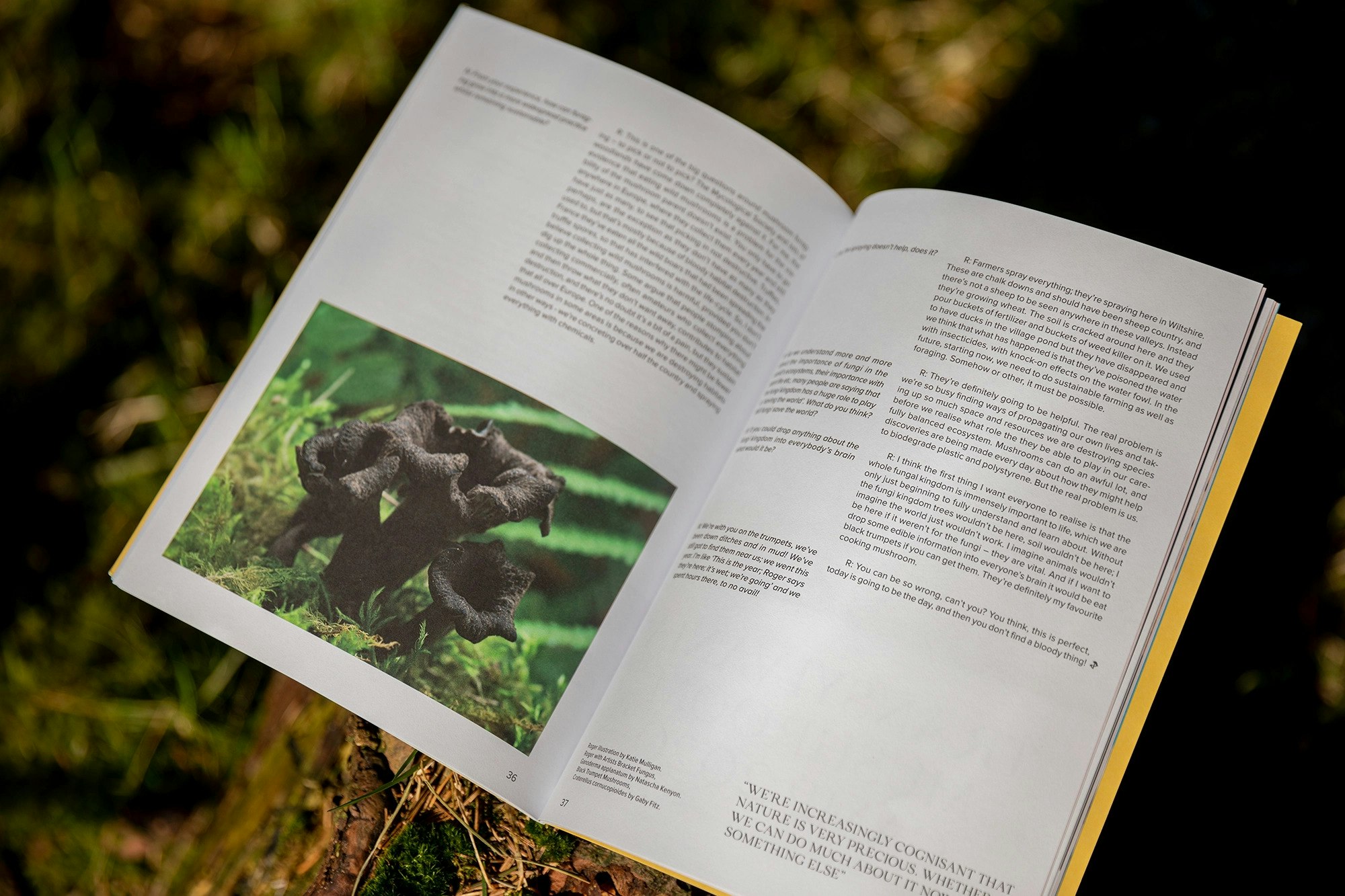 The Mushroom Magazine open