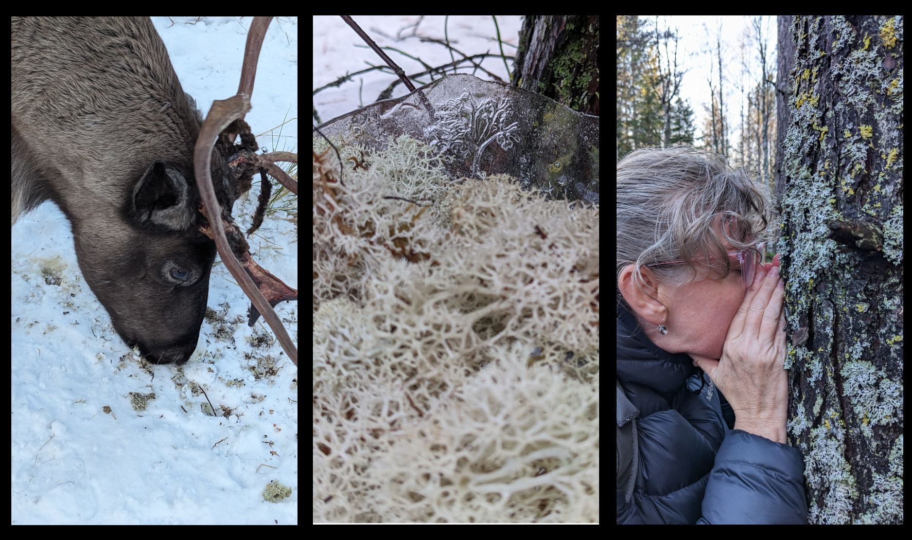 Konstfrämjandet — Performance Scentsory Foraging - om försvinnande landskap