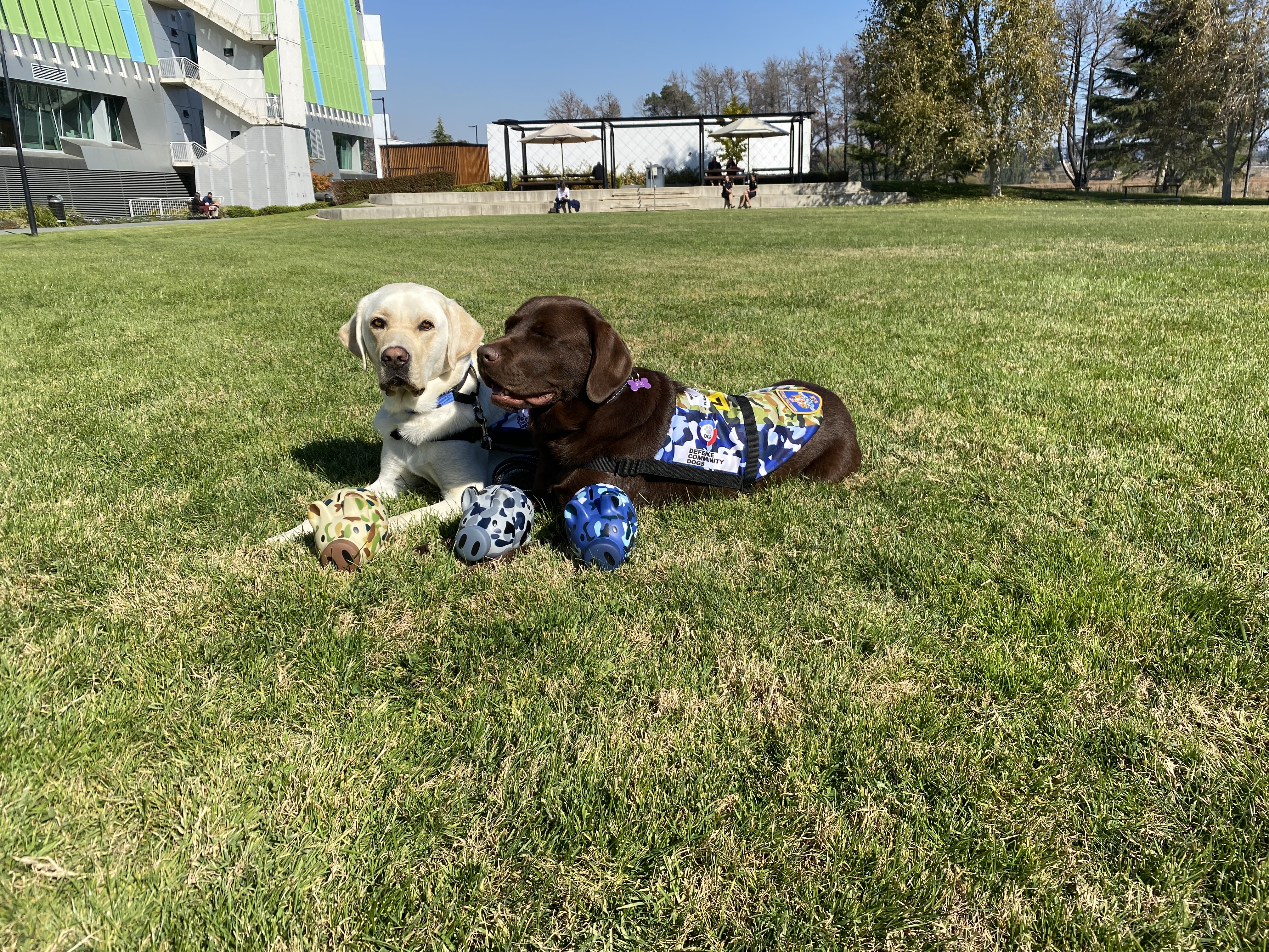 Image for Community Wellbeing Day