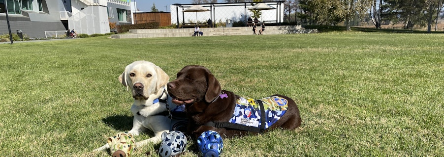 Image for Community Wellbeing Day