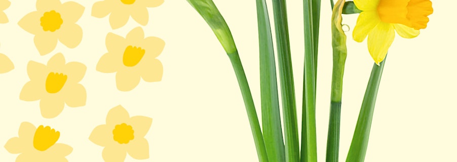 Image for Cancer Council Daffodil Day