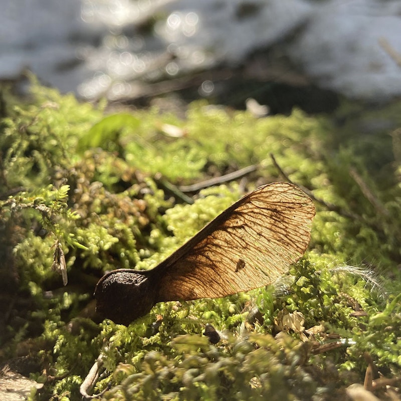 Flororo javorjevo seme na mahu