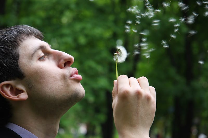 man blowing dandelion and pollens and closeup of nose