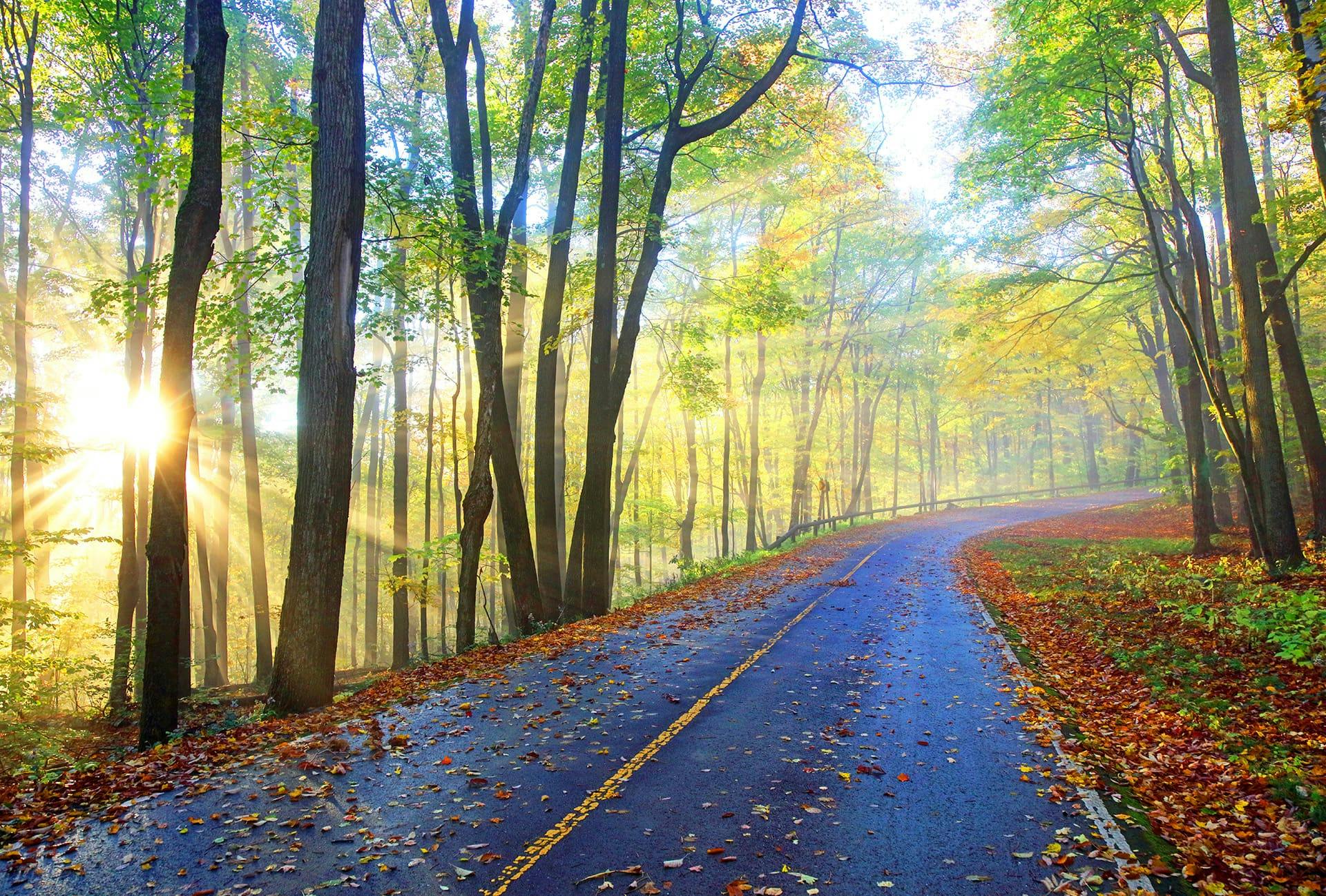 Falling leaves on a winding road