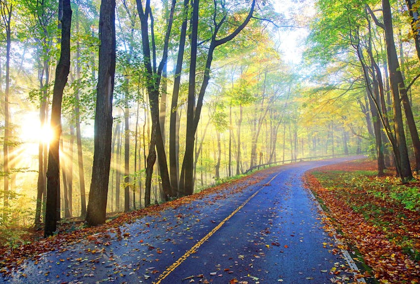 Falling leaves on a winding road