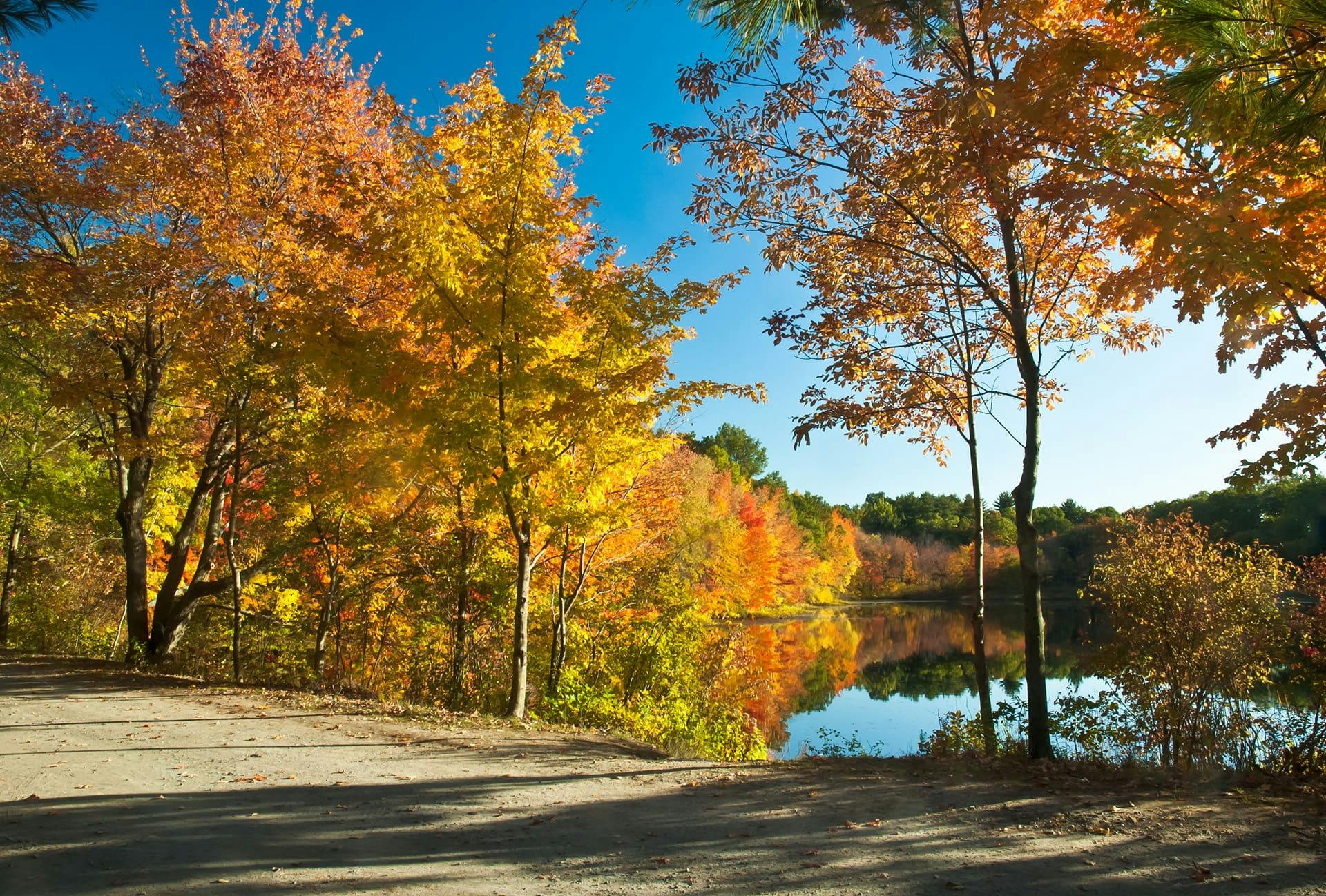 Fall trees in Norfolk County