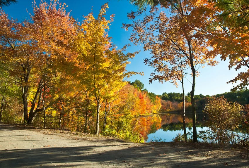 Fall trees in Norfolk County