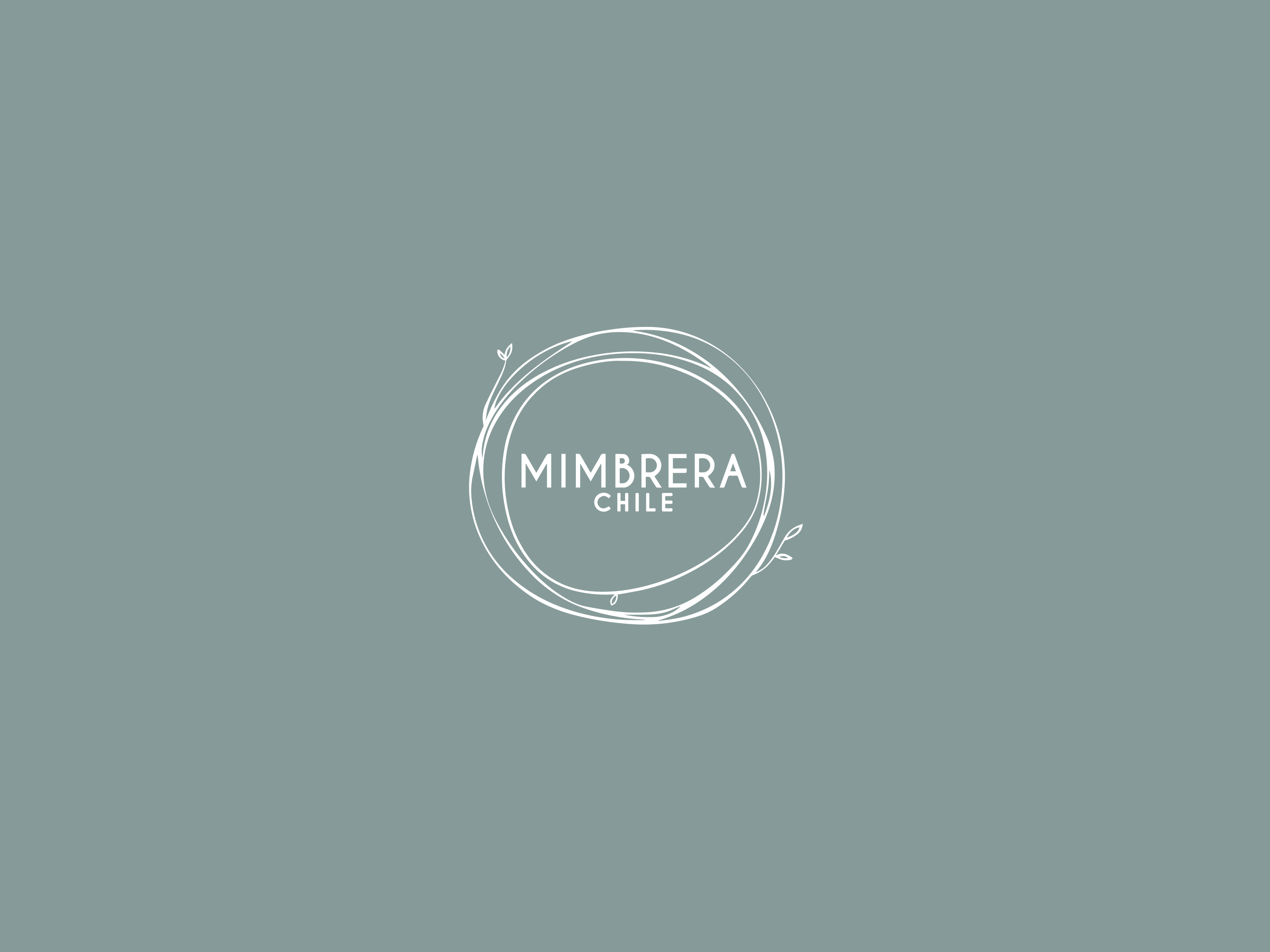 TALKK Web Design and Development – Mimbrera Chile