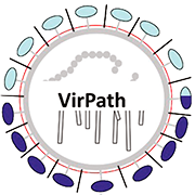 https://www.virpath.com/