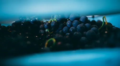 Luxury champagne grapes