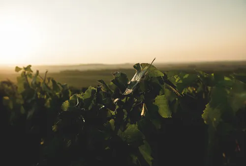 Luxury champagne vineyard of Vayuna