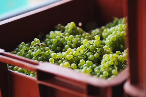 Crate full of champagne grapes