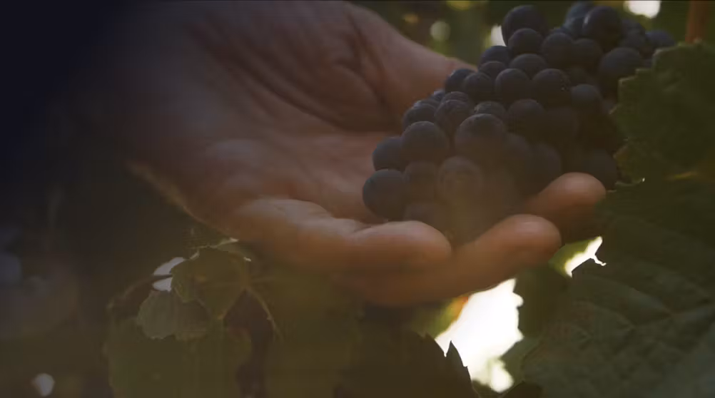 Vayuna's luxury magnum champagne grapes from the vineyard