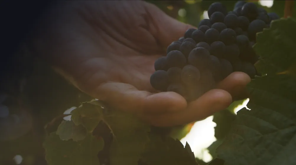 Vayuna's grapes from the vineyard in Reims.