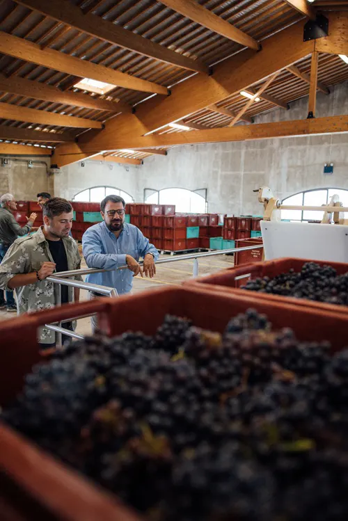 Warehouse grapes