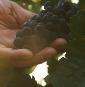 Luxury champagne grapes from our winefield