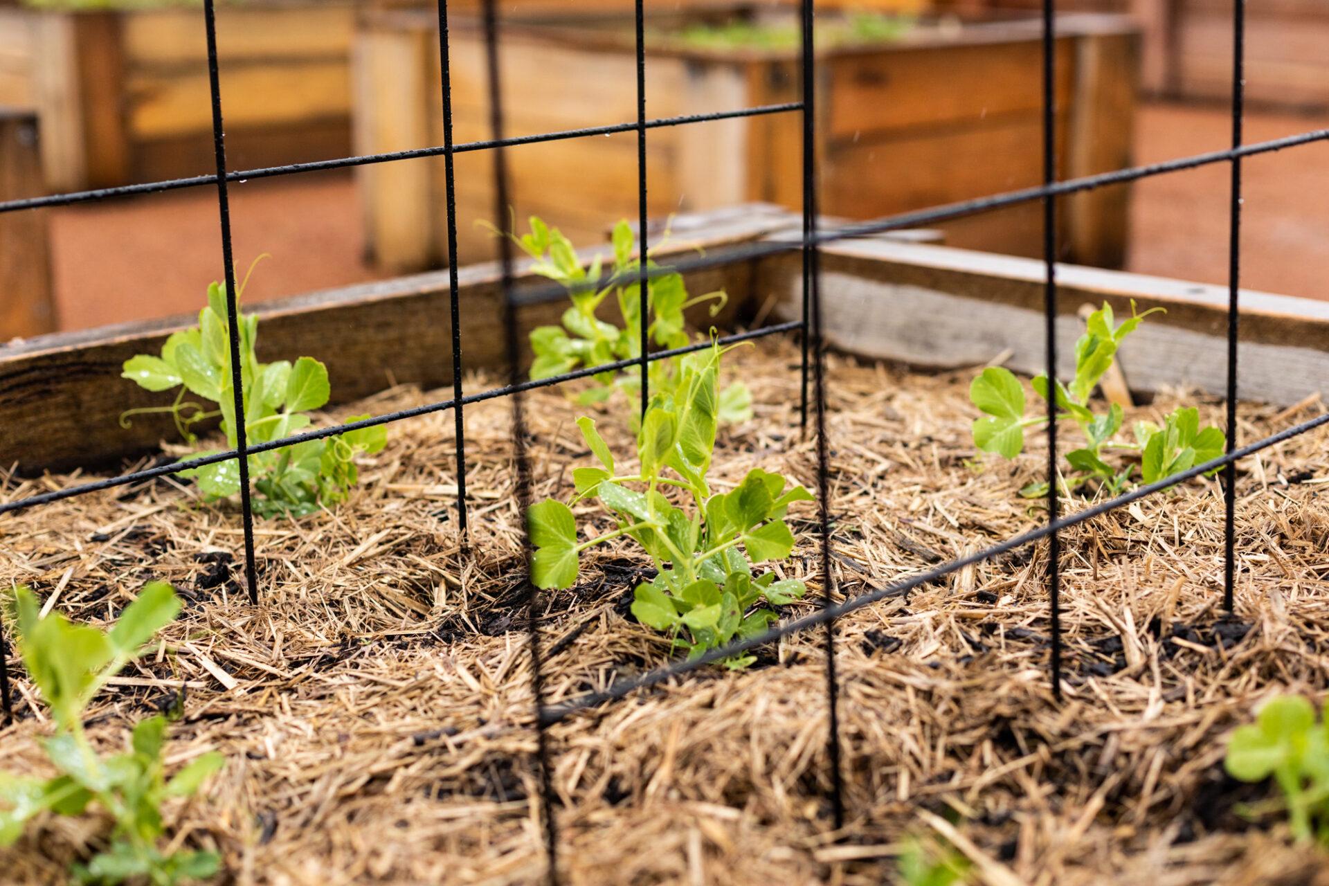 Image for Pull up a seat in the new Community Garden