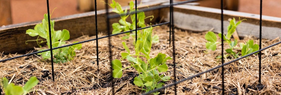 Pull up a seat in the new Community Garden Image for Pull up a seat in the new Community Garden