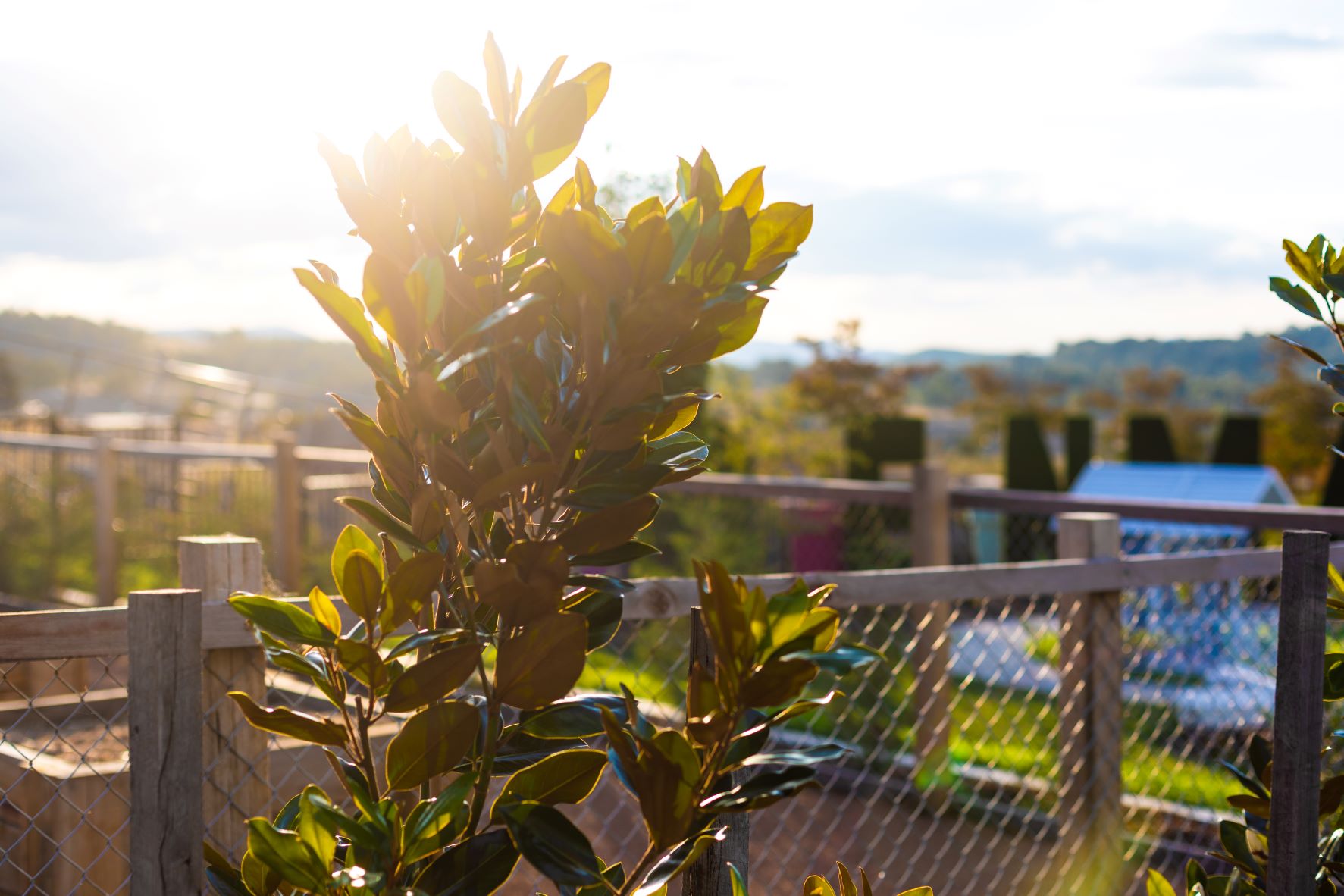 Image for Denman Prospect Temporary Community Garden ready for residents