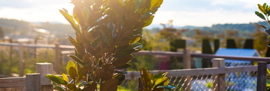 Denman Prospect Temporary Community Garden ready for residents Image for Denman Prospect Temporary Community Garden ready for residents