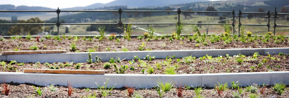 Canberra's largest green roof unveiled at Denman Prospect Image for Canberra's largest green roof unveiled at Denman Prospect