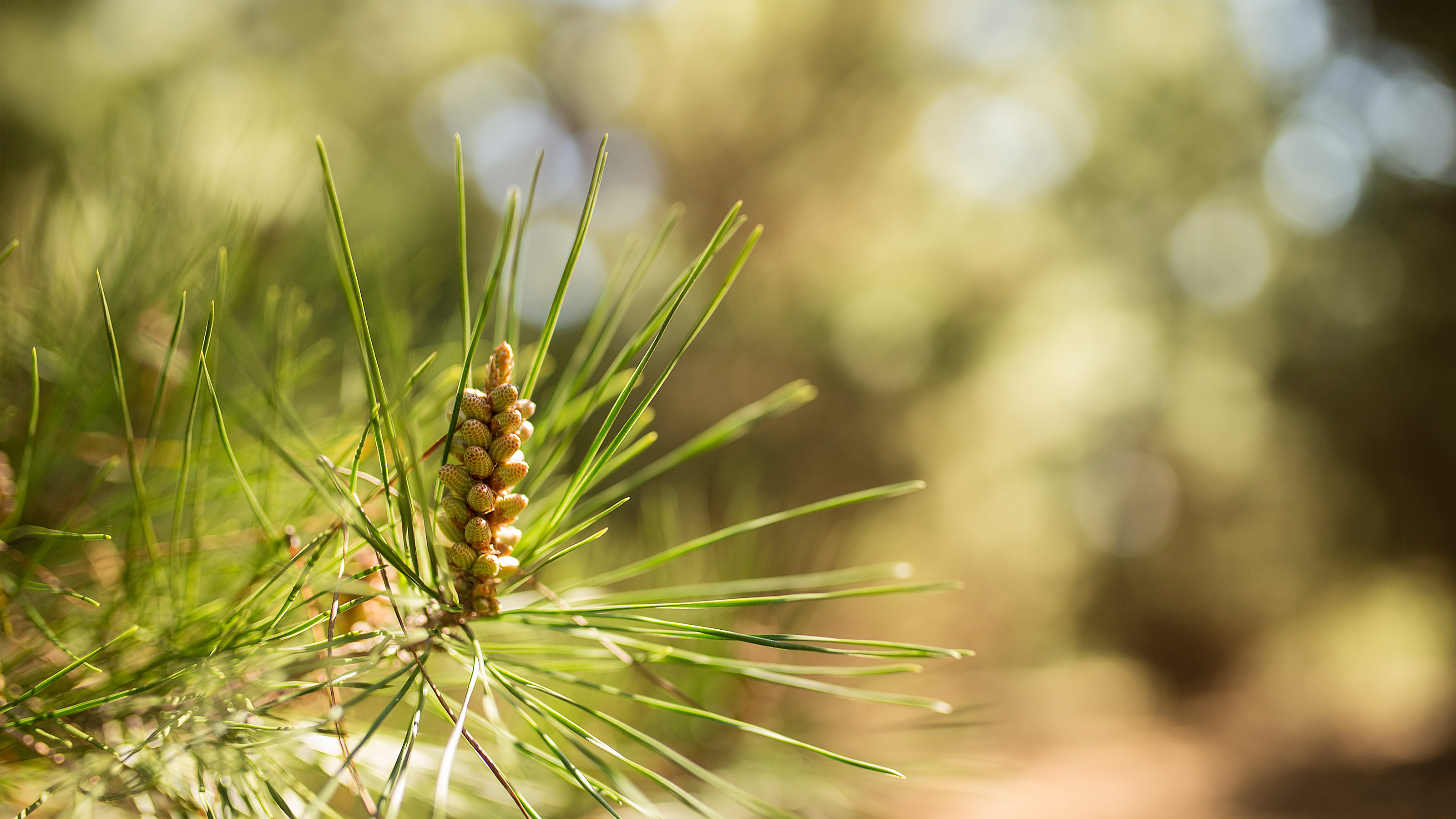 Image for Developer reveals plans for co-ordinated colour to bloom at Denman Prospect