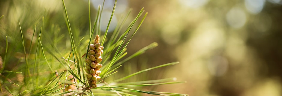 Developer reveals plans for co-ordinated colour to bloom at Denman Prospect Image for Developer reveals plans for co-ordinated colour to bloom at Denman Prospect