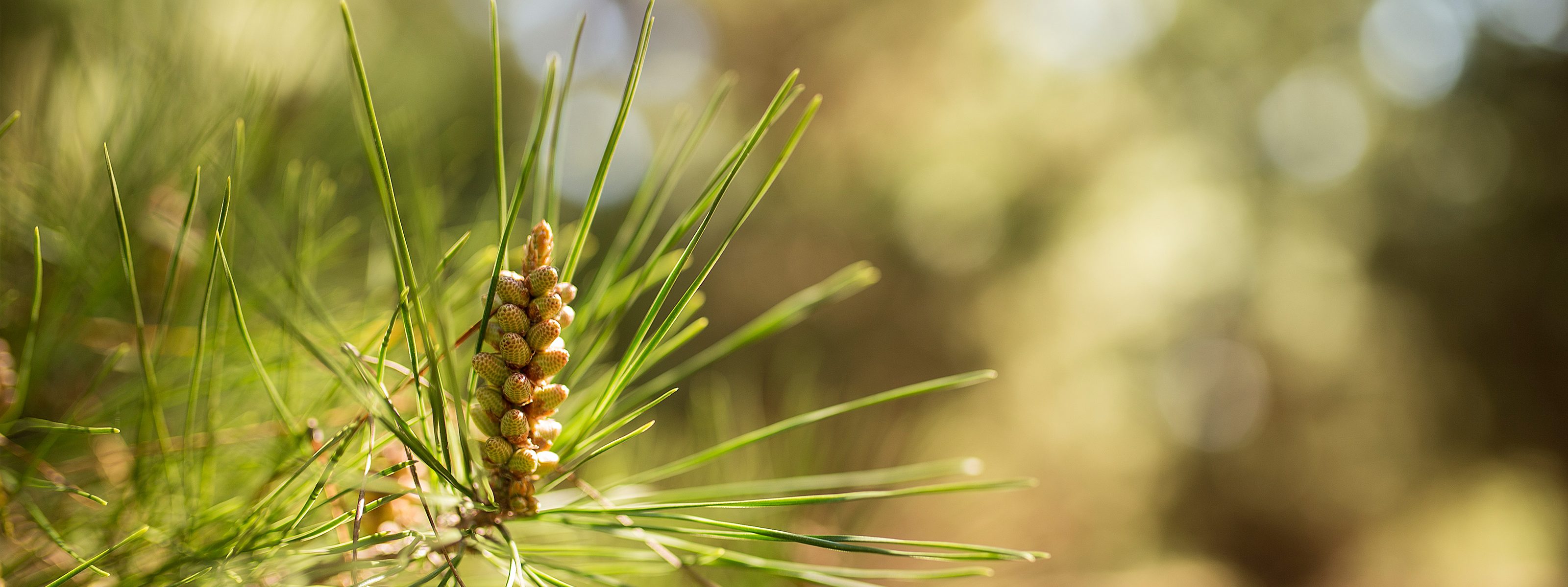 Image for Disclaimer