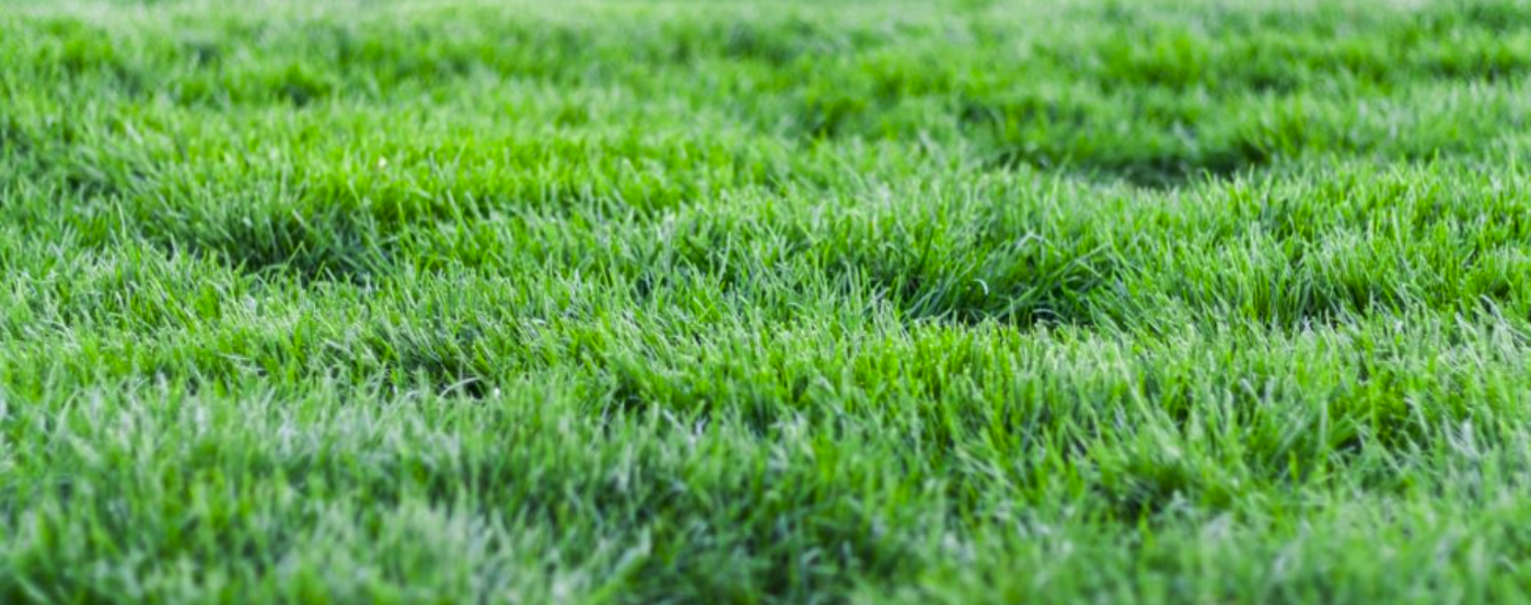 Image for Backyard Blitz: Looking after your lawn