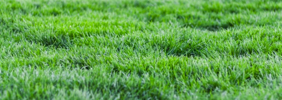 Image for Backyard Blitz: Looking after your lawn